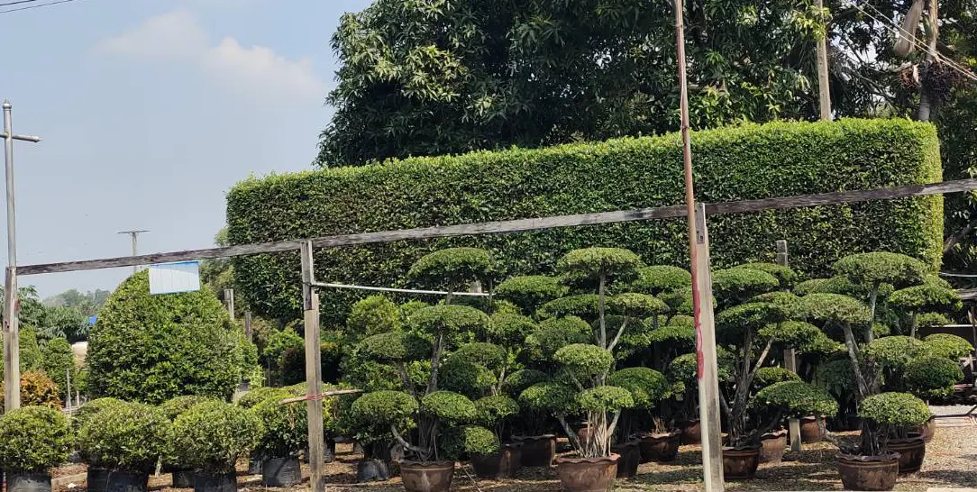 ไทรเกาหลี